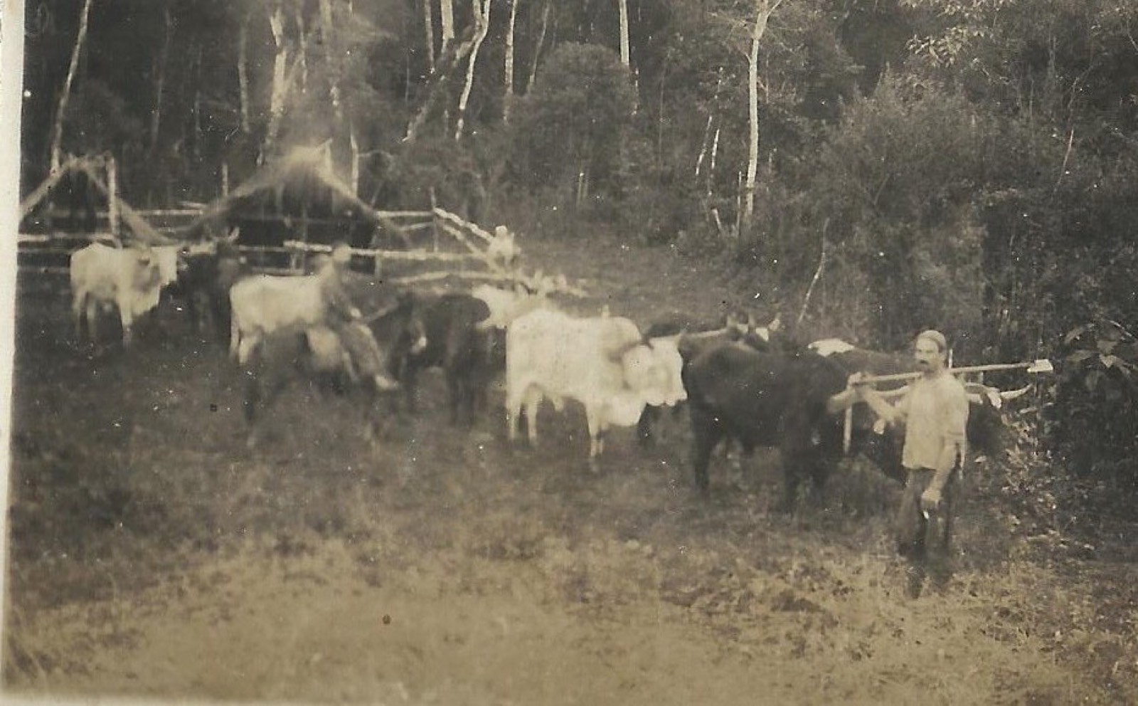 Julius Klein conduzindo sua junta de bois
