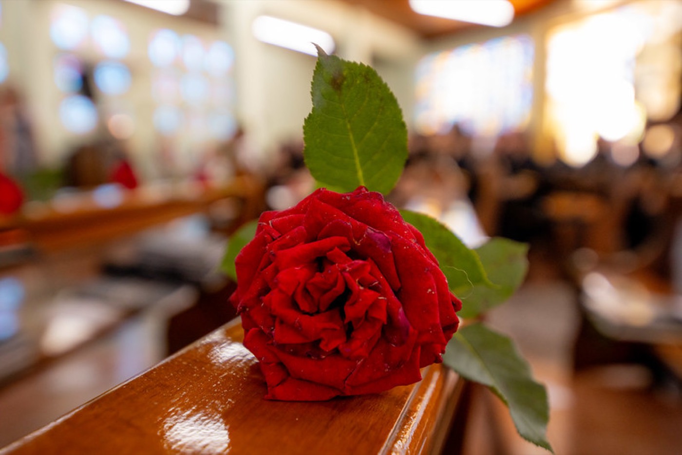 Rosa vermelha repousada no banco da igreja